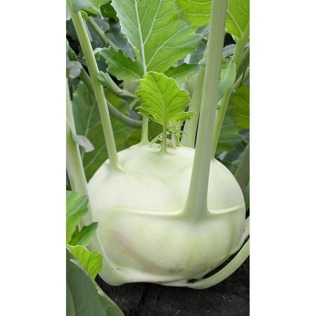 Капуста кольраби Венская белая 1350 0,5гр Садовита Ц