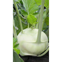 Капуста кольраби Венская белая 1350 0,5гр Садовита Ц