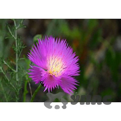 К Василек Мускус. Ароматное облако Каприс