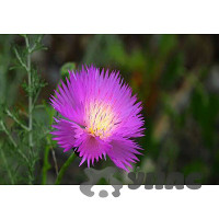 К Василек Мускус. Ароматное облако Каприс