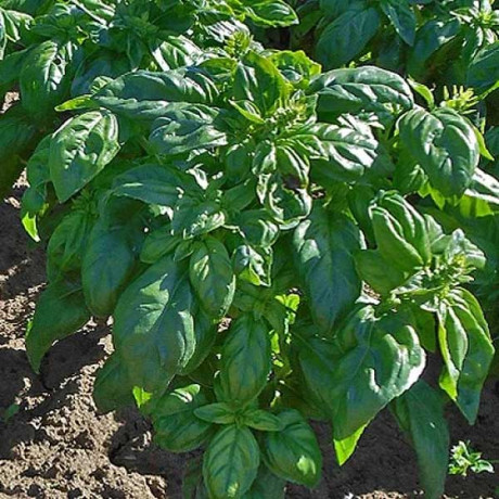 Базилик Легион НК Ц