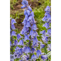 Гиацинтоидес Голубой 6/7 10 шт Садовита