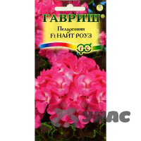 КОМ Пеларгония Найт Роуз Гавриш Ц
