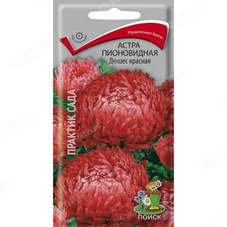Астра Дюшес красная пионовидная Поиск Ц