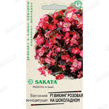 КОМ Бегония Викинг розовая на шоколадном Гавриш Ц