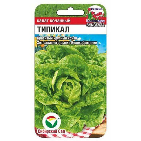 Салат Типикал СибСад Ц