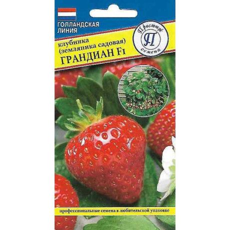 Клубника Грандиан Престиж Ц