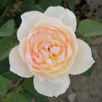 Роза шраб Дездемона (английская) Садовита