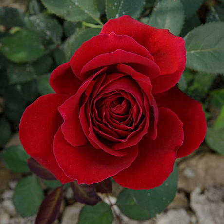 Роза чайно-гибридная Норита Садовита