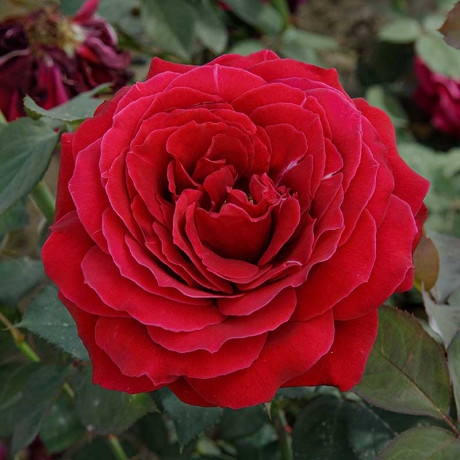 Роза чайно-гибридная Норита Садовита