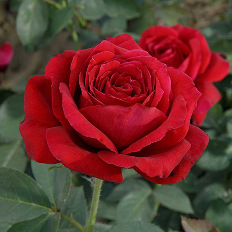 Роза чайно-гибридная Норита Садовита