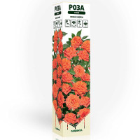 Роза спрей Оранж Бейби Садовита