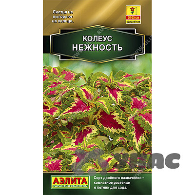 Колеус Нежность блюме Аэлита Цх10