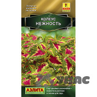 Колеус Нежность блюме Аэлита Цх10