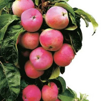 Яблоня Червонец колоновидная Садовита