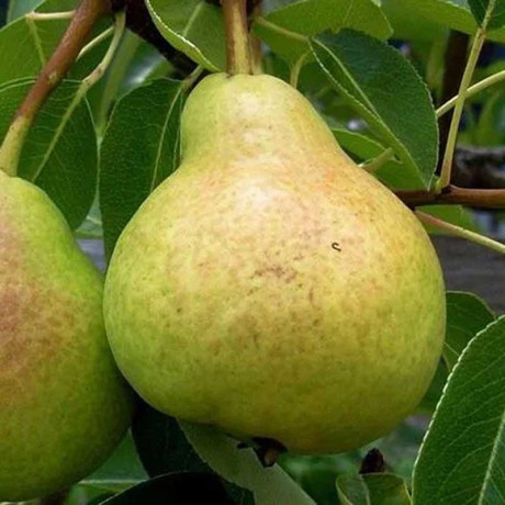 Груша Любимица Яковлева Садовита
