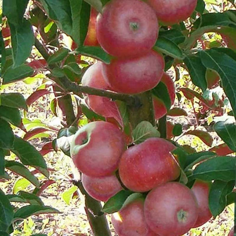 Яблоня Арбат колоновидная Садовита