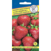 Земляника Сан Андреасс Престиж Ц