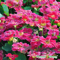 Настурция Вишневая роза НК Ц