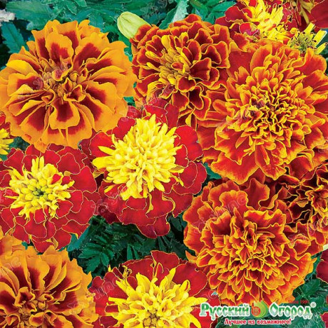 Бархатцы Фейерверк НК Ц