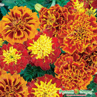 Бархатцы Фейерверк НК Ц