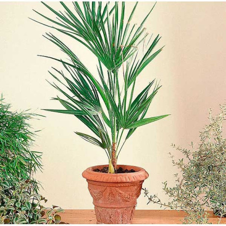 КОМ Трахикарпус Форчуна НК Ц