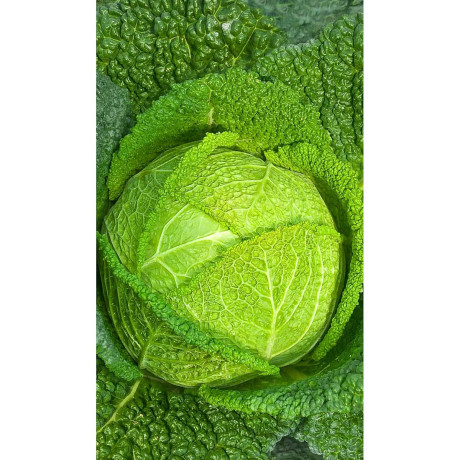 Капуста савойская Золотая ранняя 0,5гр Садовита Ц