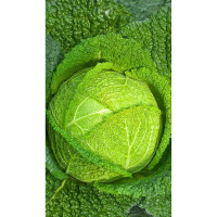 Капуста савойская Золотая ранняя 0,5гр Садовита Ц