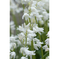 Гиацинтоидес Белый 6/7 10 шт Садовита