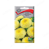 Астра помпонная Желтая Поиск Ц