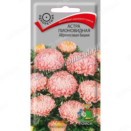 Астра Абрикосовая Башня пионовид Поиск Ц