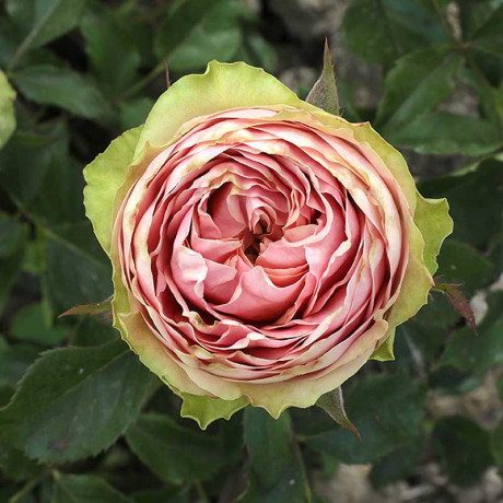 Роза чайно-гибридная Питахайя Садовита