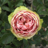 Роза чайно-гибридная Питахайя Садовита
