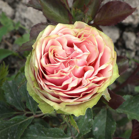 Роза чайно-гибридная Питахайя Садовита