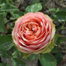 Роза чайно-гибридная Питахайя Садовита