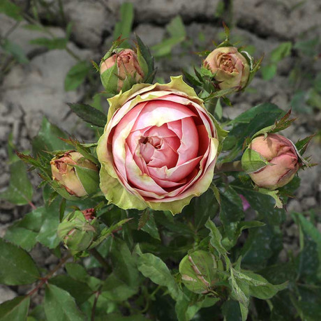 Роза чайно-гибридная Питахайя Садовита