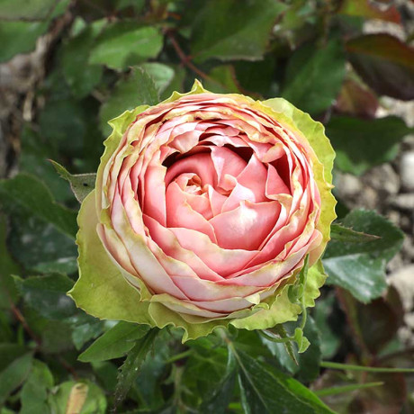 Роза чайно-гибридная Питахайя Садовита