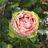 Роза чайно-гибридная Питахайя Садовита