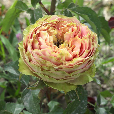 Роза чайно-гибридная Питахайя Садовита