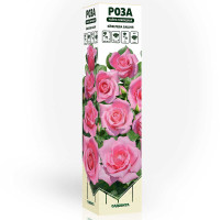 Роза чайно-гибридная Эйфелева башня Садовита