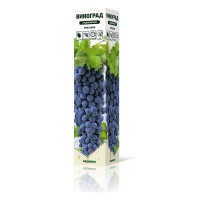 Виноград Мукузани среднеранний Садовита