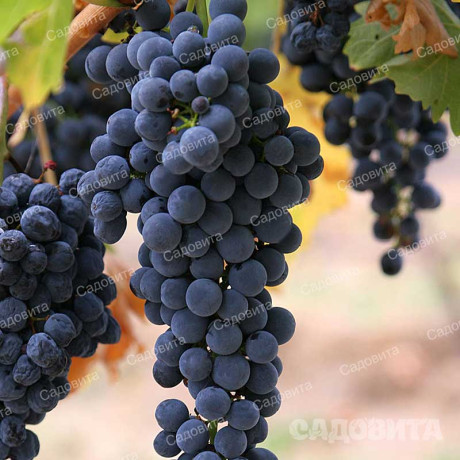 Виноград Мукузани среднеранний Садовита