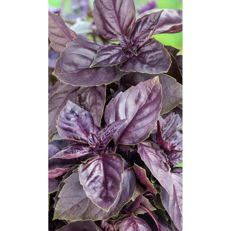 Базилик Маркус 0,5гр Greenomica/Садовита Ц