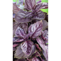 Базилик Маркус 0,5гр Greenomica/Садовита Ц