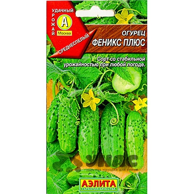 Огурец Феникс плюс Аэлита Ц