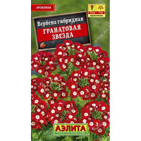 Вербена Гранатовая звезда гибридная Аэлита Ц