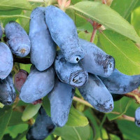 Жимолость Лебедушка Садовита