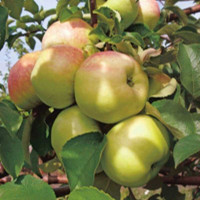 Яблоня Бельфлер-китайка (полукарлик) Садовита