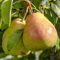 Груша Осенняя Яковлева Садовита