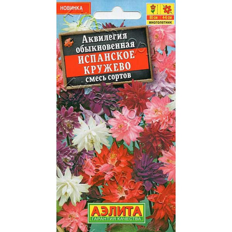 Аквилегия  Испанское кружево Аэлита Ц